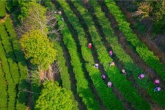 酝酿“重出江湖” 梅州蕉特茶从“芯”出发